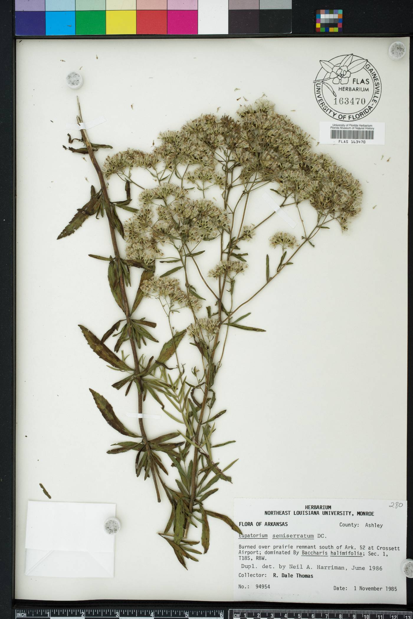 Eupatorium semiserratum image