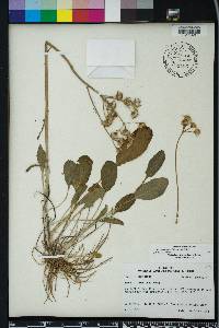 Packera tomentosa image