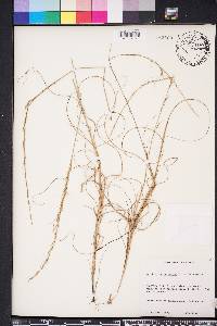 Aristida purpurascens image