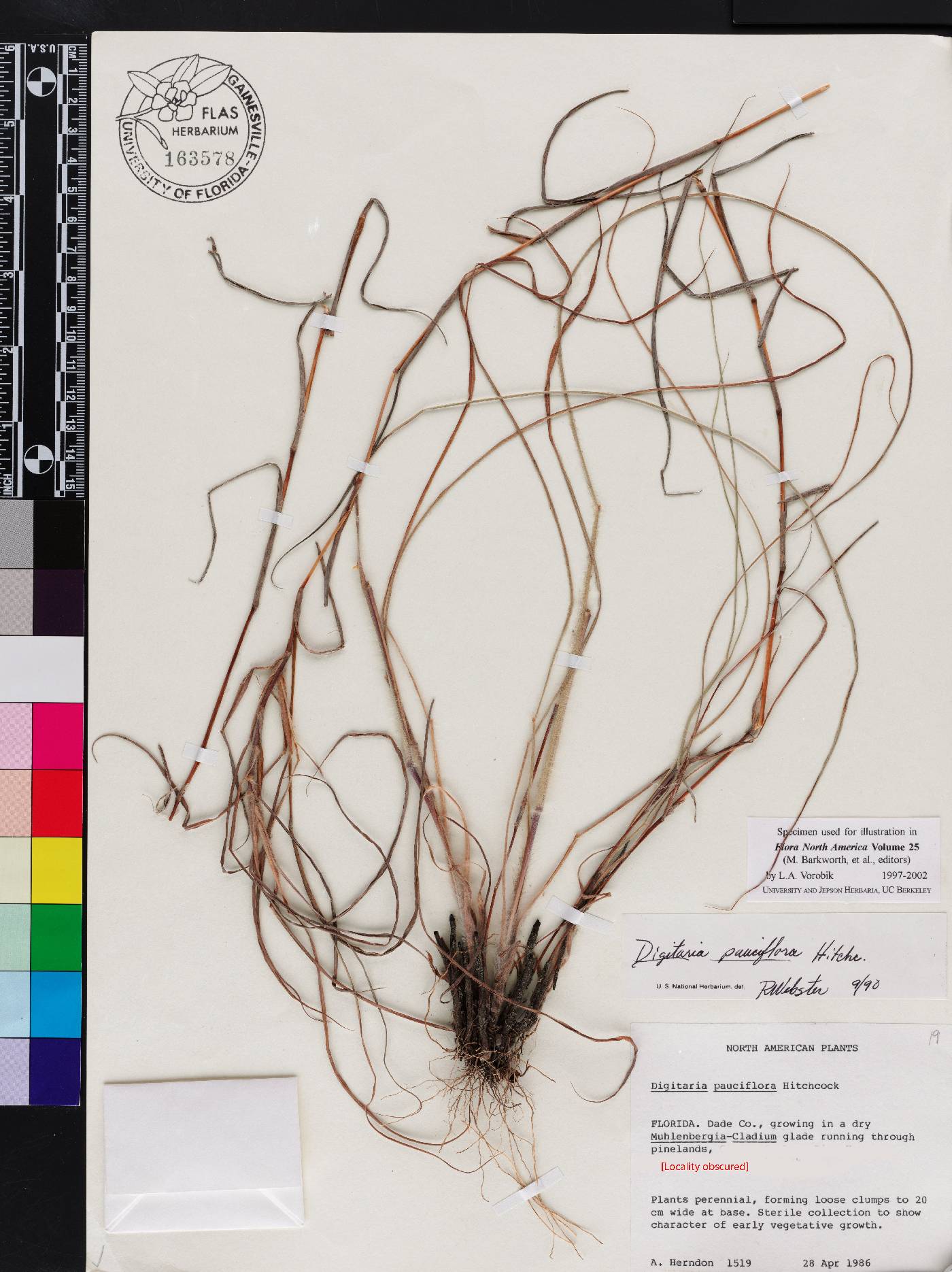Digitaria pauciflora image