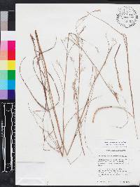 Schizachyrium rhizomatum image