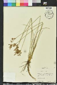 Juncus dichotomus image