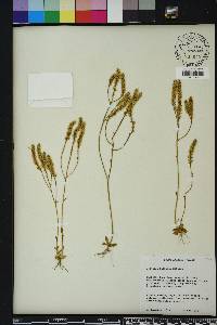 Polygala balduinii image