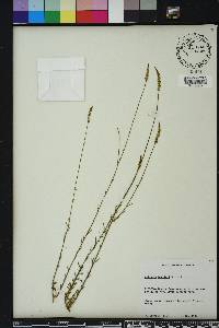 Polygala boykinii image