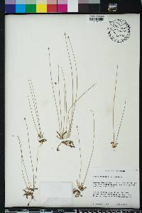 Krigia virginica image