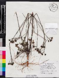 Dalea pinnata var. adenopoda image