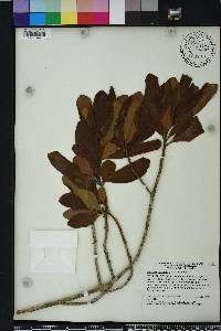 Myrsine cubana image