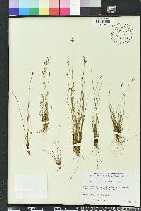 Bulbostylis ciliatifolia image