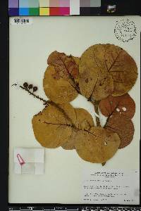 Coccoloba uvifera image