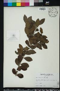 Eugenia axillaris image