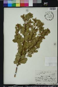 Lyonia fruticosa image