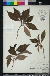 Psychotria nervosa image