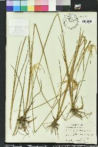 Rhynchospora latifolia image