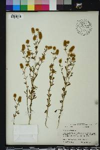 Trifolium arvense image