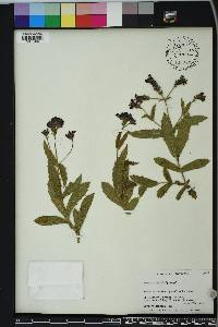 Verbena rigida image