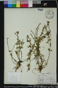 Glandularia aristigera image