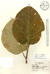 Magnolia acuminata image