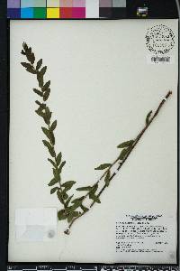 Solidago odora var. chapmanii image