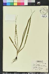 Hypoxis curtissii image