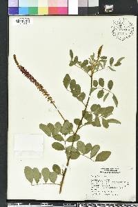 Indigofera hirsuta image