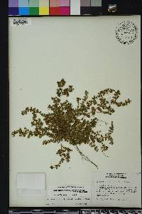 Chamaesyce blodgettii image