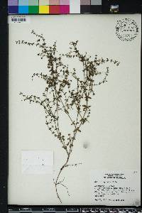 Galium hispidulum image