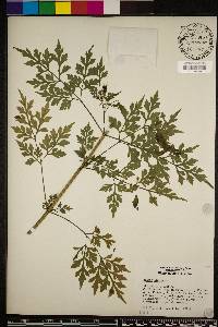 Bidens bipinnata image