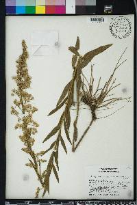 Solidago sempervirens image