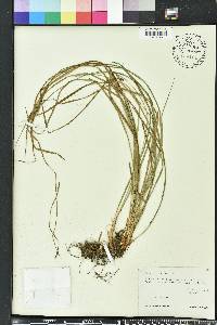 Carex dasycarpa image