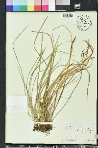 Carex gracilescens image