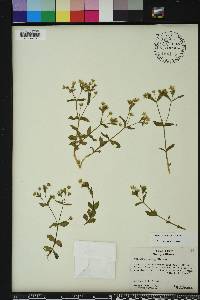 Stellaria pubera image