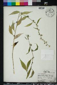 Campanulastrum americanum image