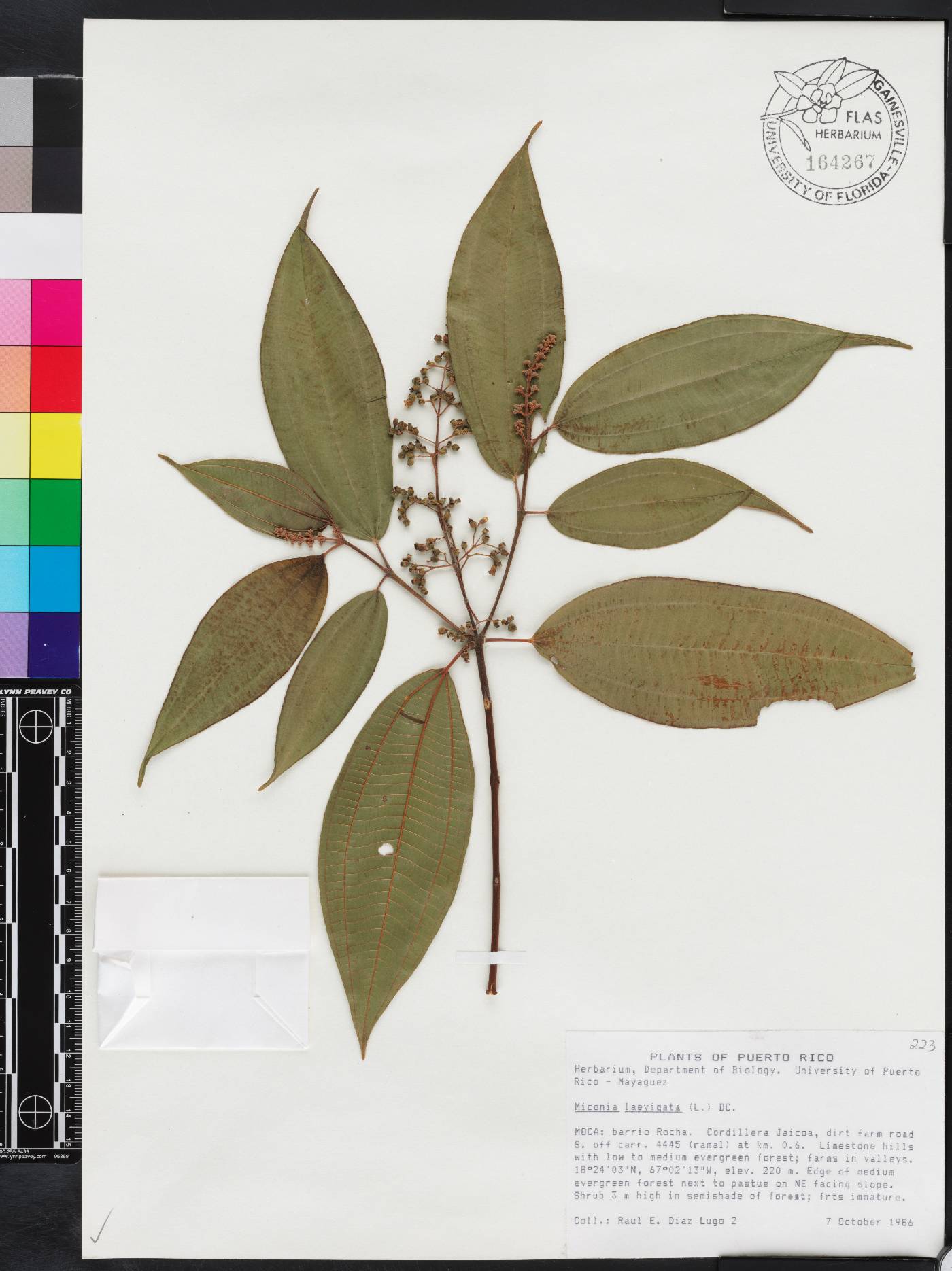 Miconia laevigata image