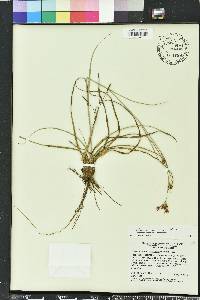 Rhynchospora grayi image