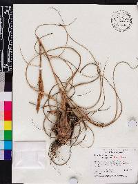 Tillandsia balbisiana image