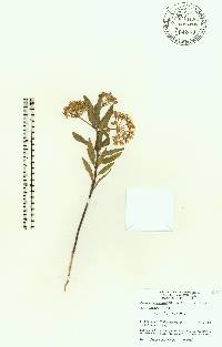 Asclepias curtissii image