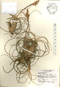 Tillandsia balbisiana image