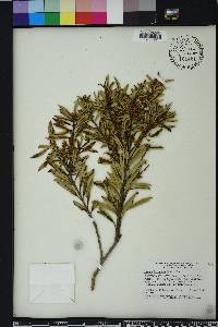 Lyonia ferruginea image