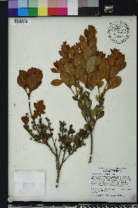 Lyonia fruticosa image