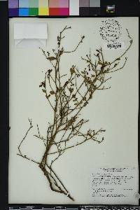 Vaccinium darrowii image