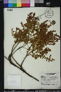 Vaccinium myrsinites image