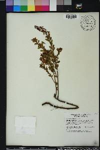 Vaccinium myrsinites image