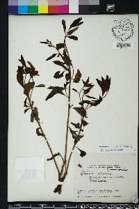 Sphenoclea zeylanica image