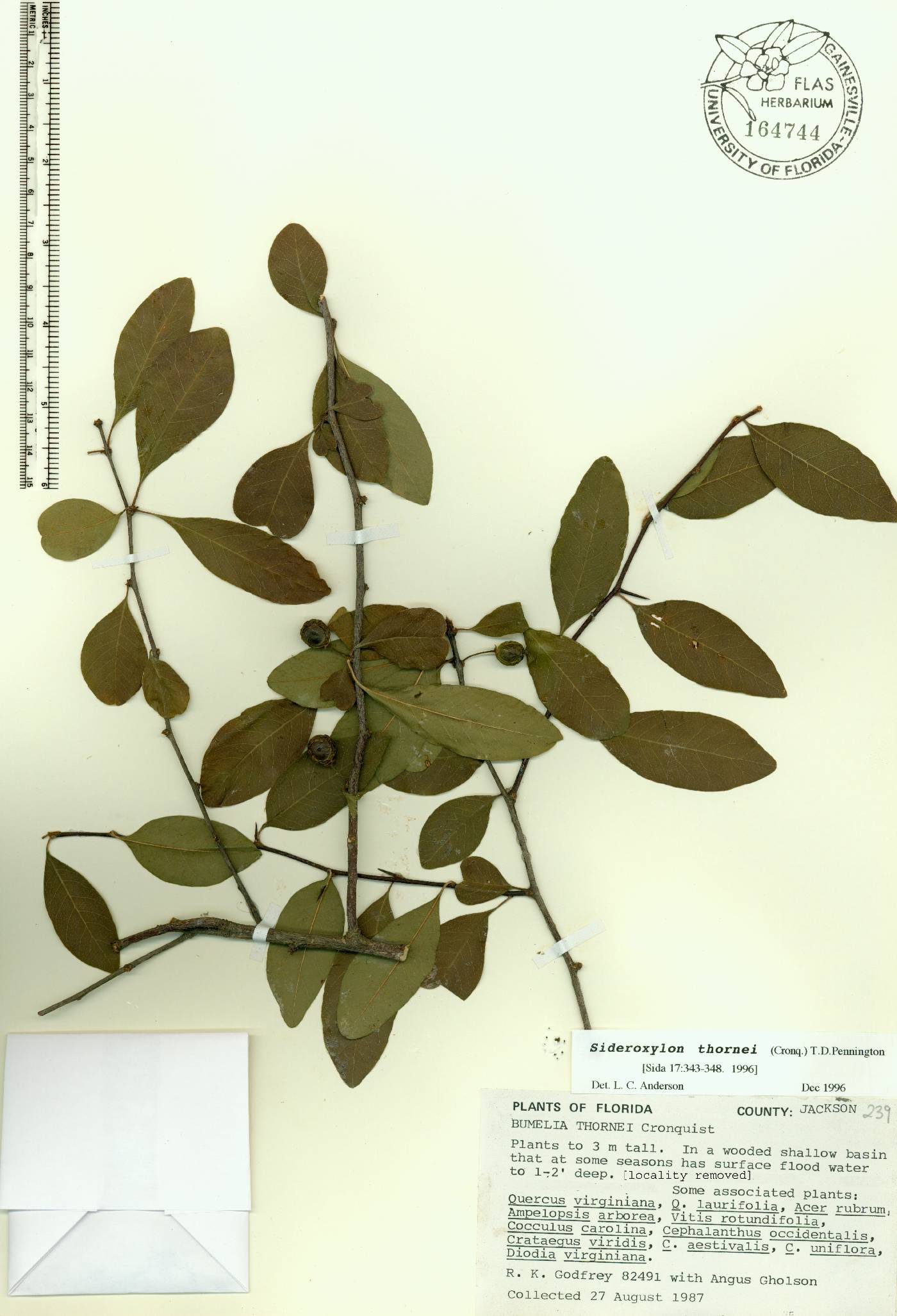 Sideroxylon thornei image