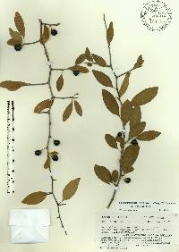 Sideroxylon thornei image