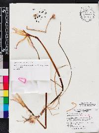 Zephyranthes treatiae image