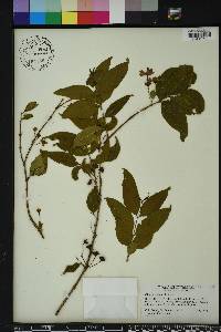 Ginoria americana var. americana image