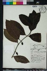 Morinda citrifolia image