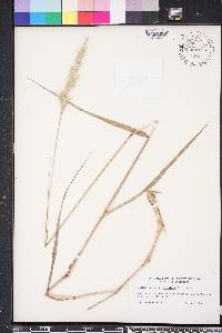 Bothriochloa saccharoides image