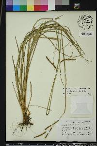 Paspalum plicatulum image